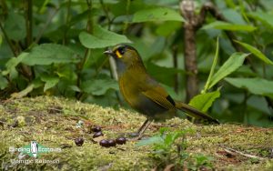 Taiwan birding tours