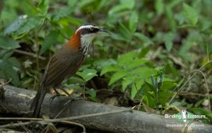 Taiwan birding tours