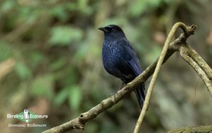 Taiwan birding tours
