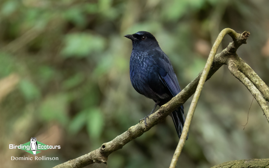 Taiwan birding tours