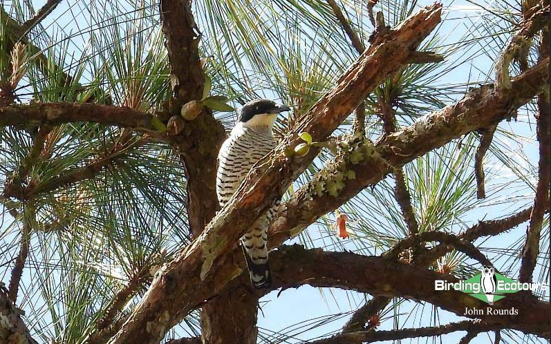 Birding Southern and Central Vietnam Trip Report