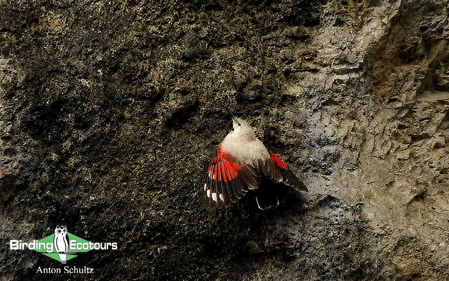 Bulgaria and Romania Birding trip report