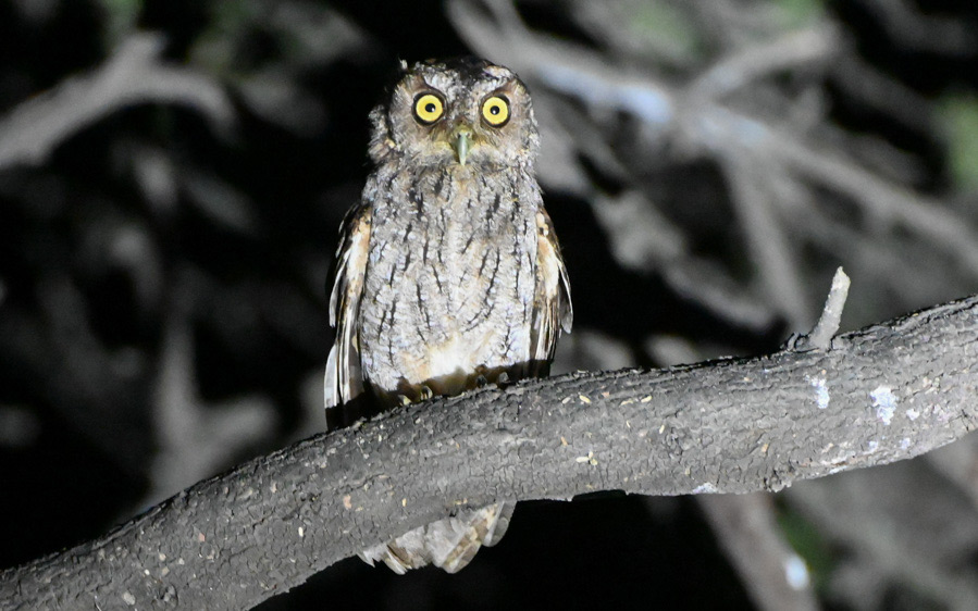 Northern Peru Birding
