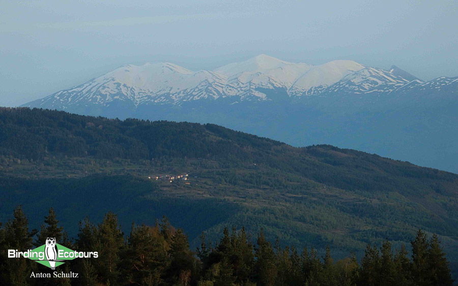 Bulgaria and Romania Birding trip report