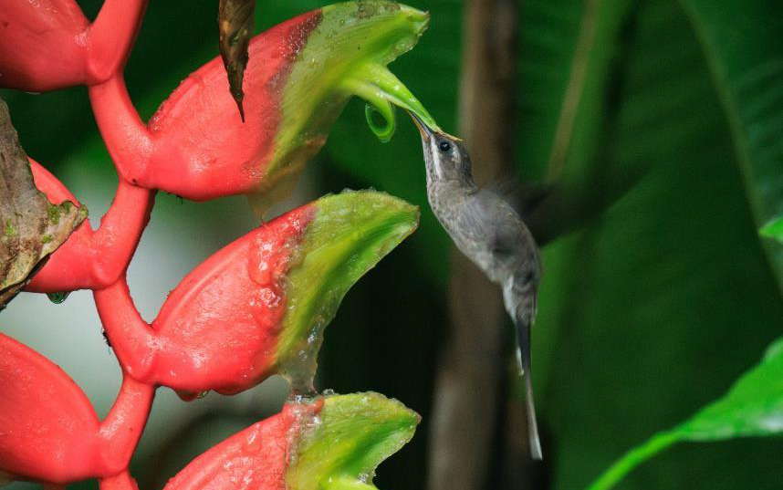 Colombia birding tour report