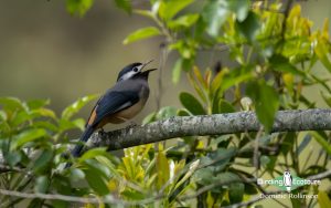 Taiwan birding tours