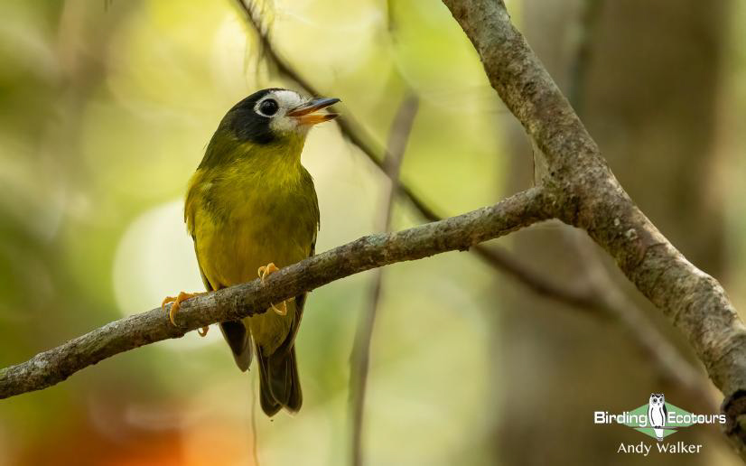 Australia Outback Birding Tour