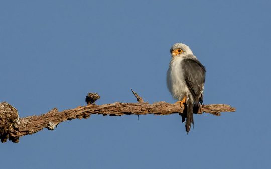 Cambodia birding tour report
