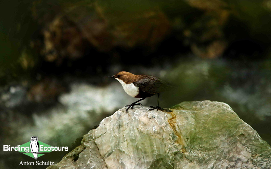 Bulgaria and Romania Birding trip report