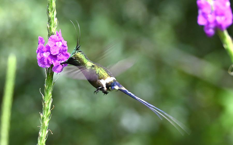 Northern Peru Birding