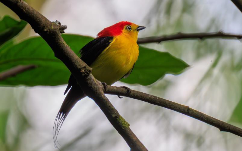 Colombia birding tour report