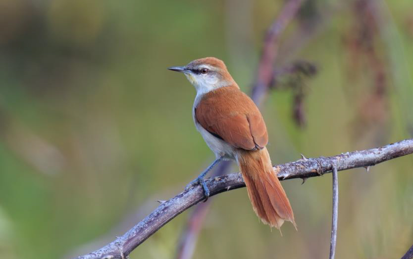 Colombia birding tour report