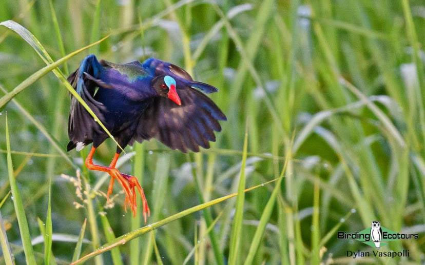 Zambia Birding Tour Endemics and Rare Birds