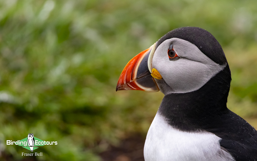 Scotland Spring Birding Trip Report