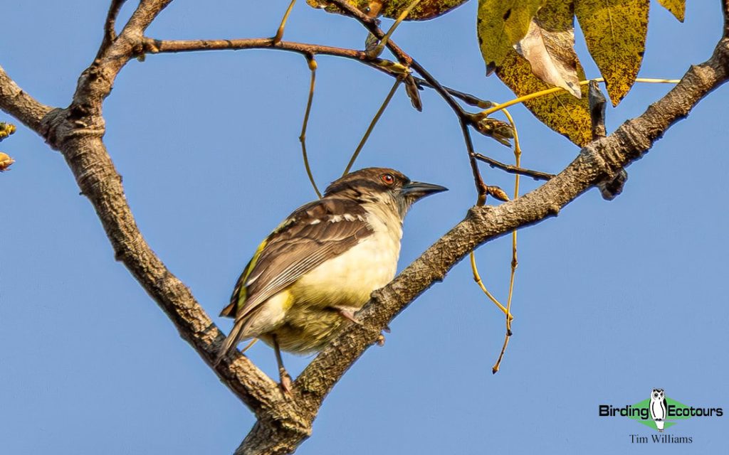 Zambia Birding Tour Endemics and Rare Birds
