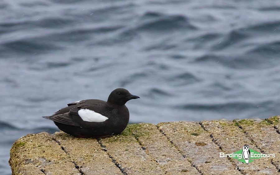 Scotland Spring Birding Trip Report