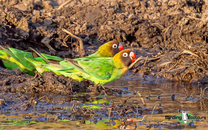Zambia Birding Tour Endemics and Rare Birds