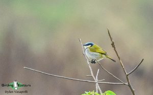 Zambia birding tours