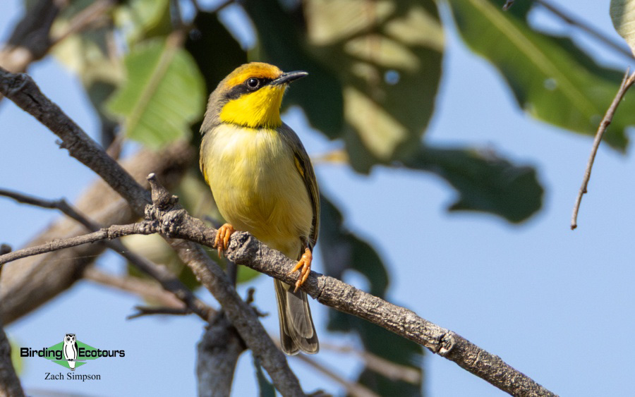 Zambia Birding Tour Endemics and Rare Birds