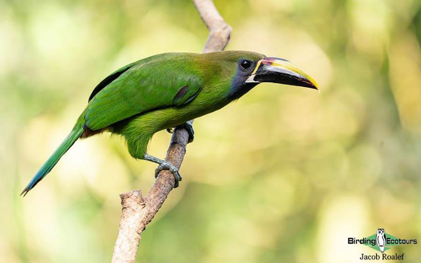 Costa Rica Birding Trip Report