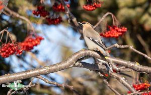 Sweden birding tours