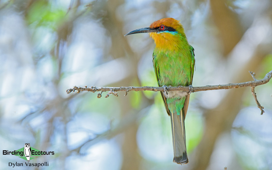 Zambia Birding Tour Endemics and Rare Birds