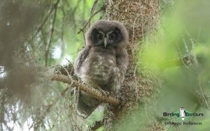 Sweden birding tours