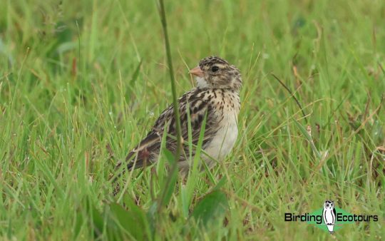 Saving Botha's Lark