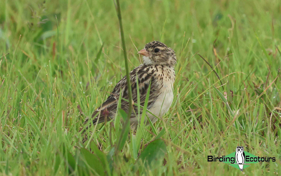 Saving Botha's Lark