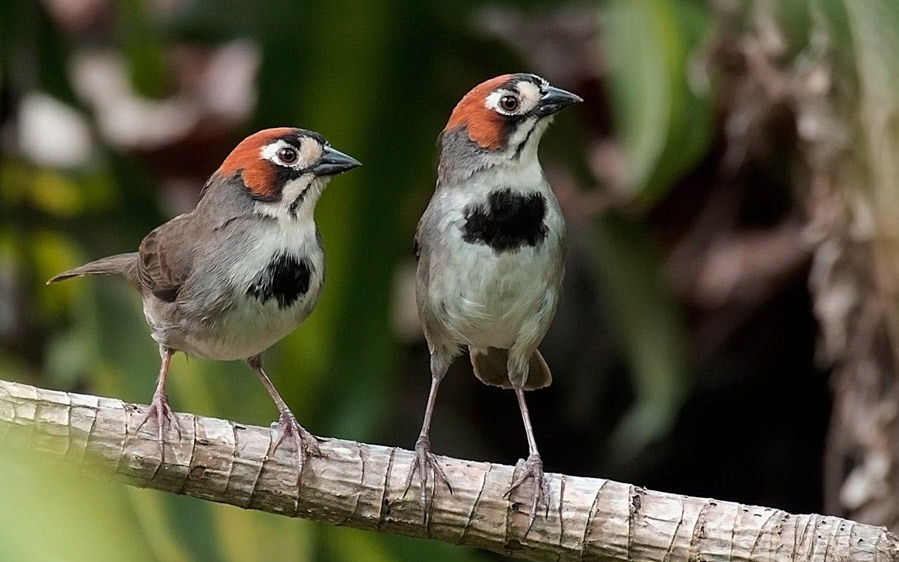 Costa Rica Pacific Rainforest Birding Tour