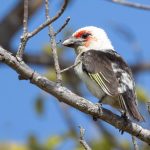 Zambia Birding Tour Endemics and Rare Birds