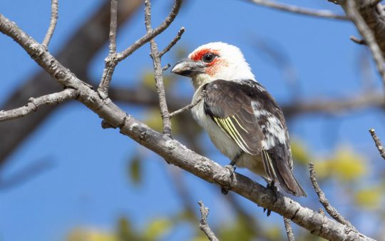Zambia Birding Tour Endemics and Rare Birds