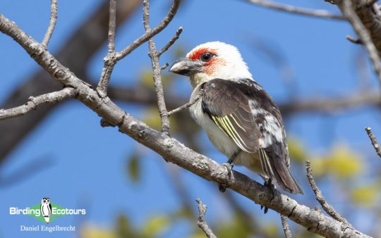 Zambia Birding Tour Endemics and Rare Birds