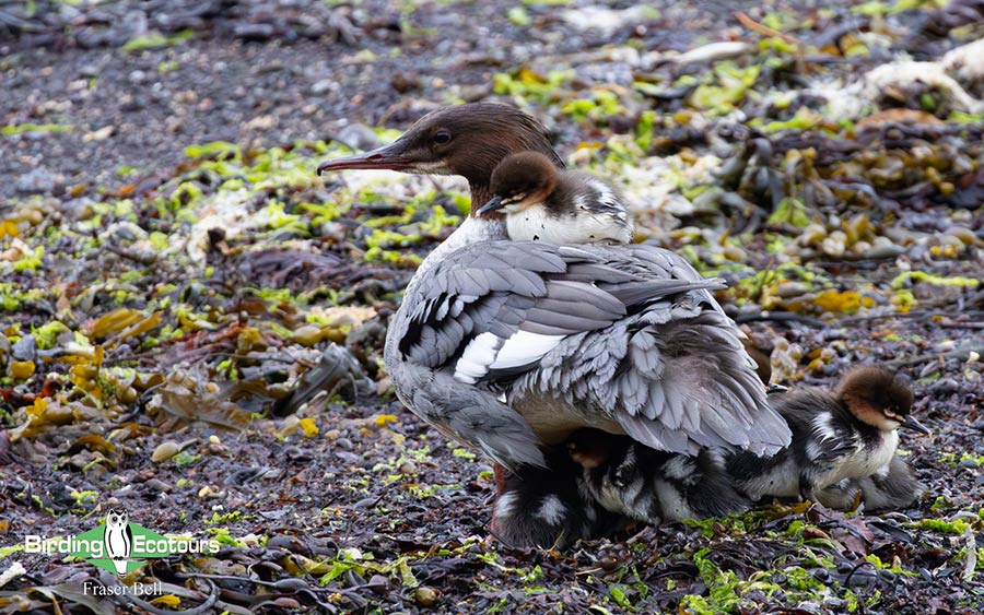 Scotland Spring Birding Trip Report