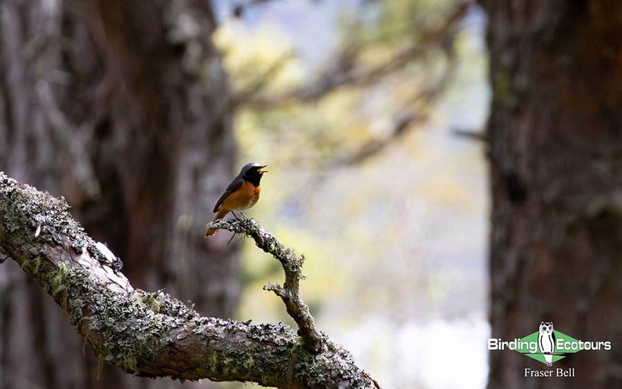 Scotland Spring Birding Trip Report