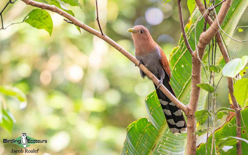 Costa Rica Birding Trip Report