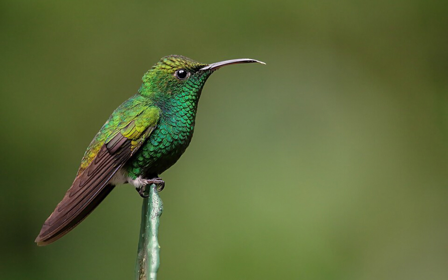 Costa Rica Pacific Rainforest Birding Tour