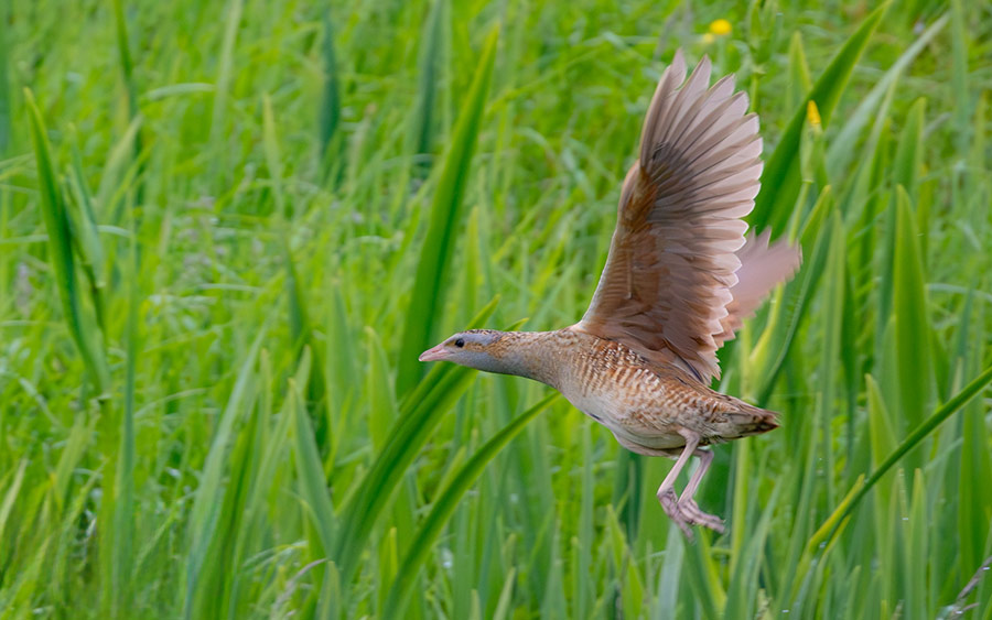 Scotland Spring Birding Trip Report