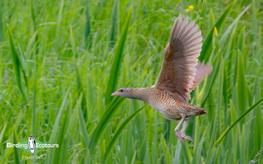 Scotland Spring Birding Trip Report
