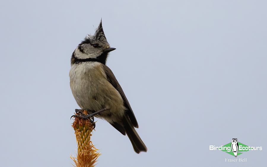 Scotland Spring Birding Trip Report
