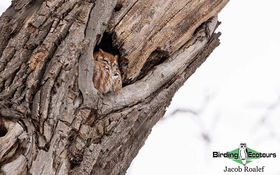 Minnesota Birding Trip Report