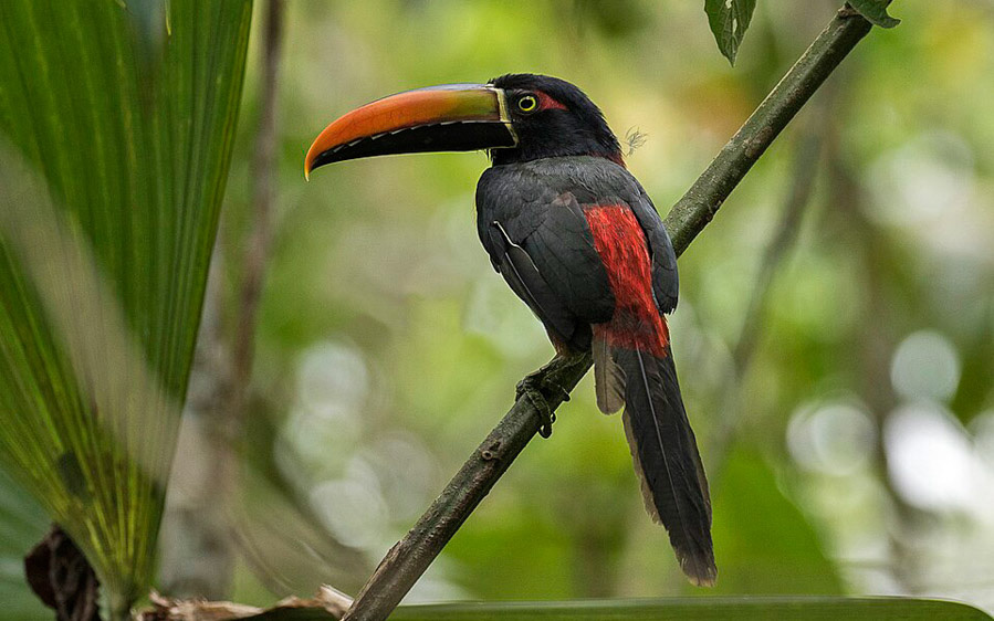 Costa Rica Pacific Rainforest Birding Tour