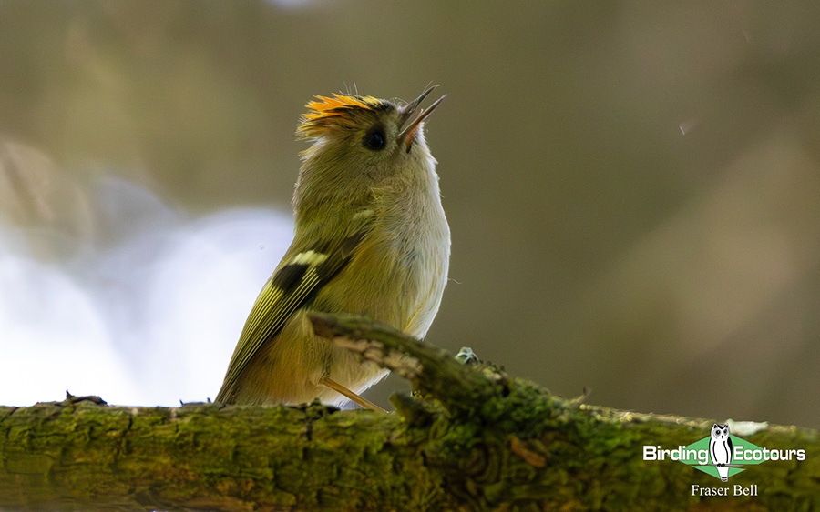 Scotland Spring Birding Trip Report