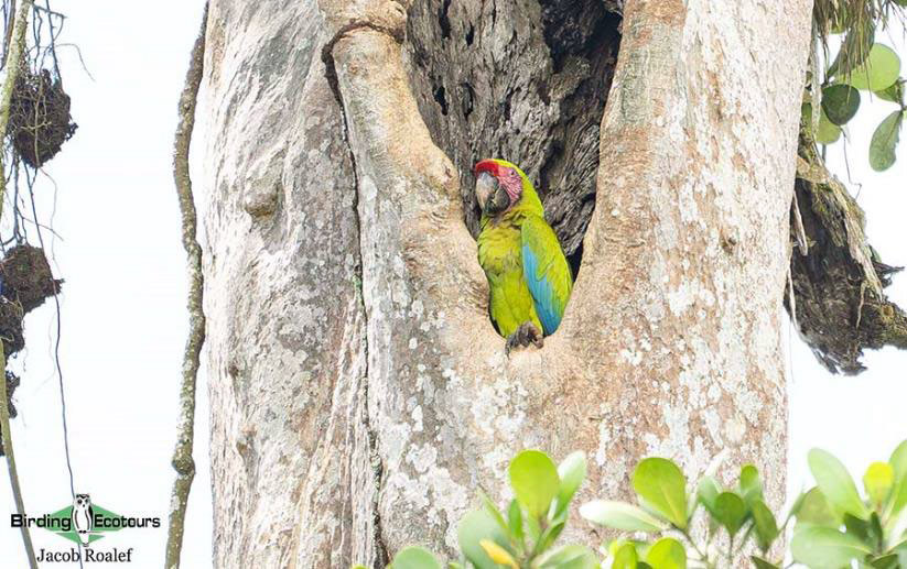 Costa Rica Birding Trip Report