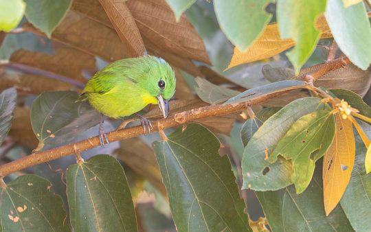 Panama Escape Birding Trip Report