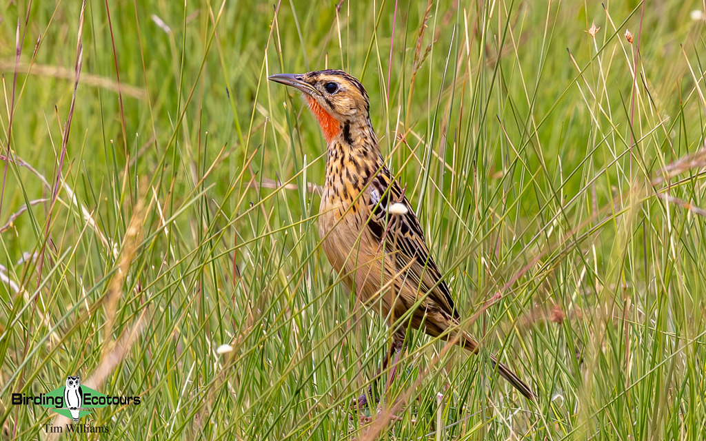 Zambia Birding Tour Endemics and Rare Birds