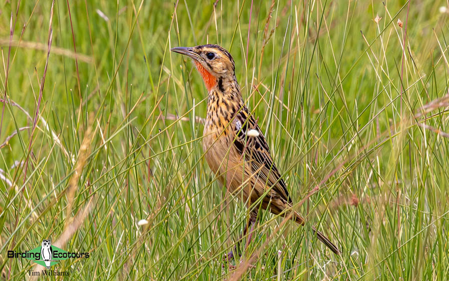 Zambia Birding Tour Endemics and Rare Birds