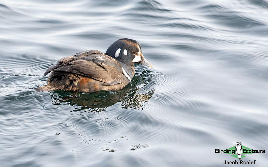 Minnesota Birding Trip Report