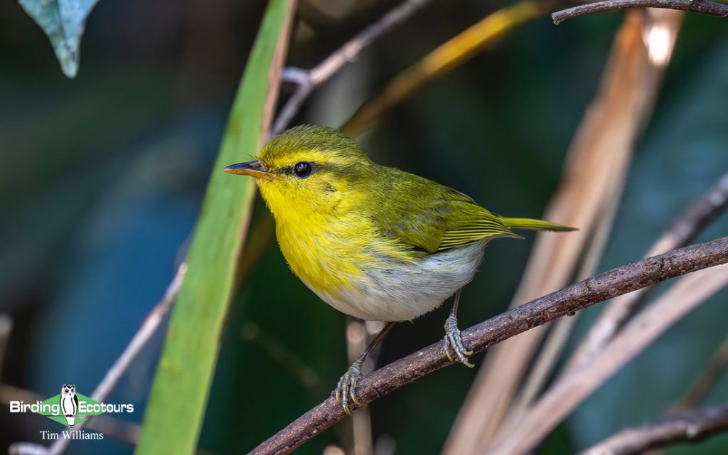 Zambia Birding Tour Endemics and Rare Birds
