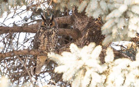 Minnesota Birding Trip Report